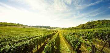 Votre primeur depuis plus de 30 ans
Contactez-nous